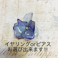 繡球Iyakafu及耳環或者耳環2白×藍 第4張的照片