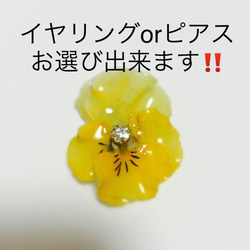 押し花 ビオラのイヤーカフ&イヤリングorピアス2点セット‼︎ 4枚目の画像