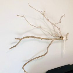 Branch Wood  Wall Decoration 枝流木ハンギングインテリア　ウォールデコ 2枚目の画像