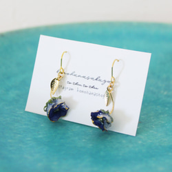 &lt;母親節&gt; Nemophila耳環/如藍天No.125的耳環&lt;成人儀式/禮物&gt; 第3張的照片