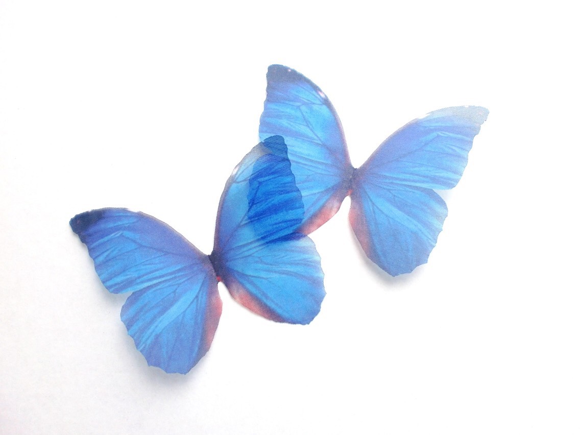 ちょうちょ
