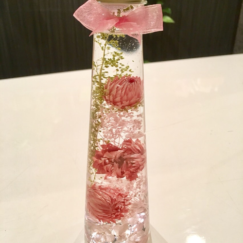 ハーバリウム 可愛いピンクのシルバーデイジー ハーバリウム・植物標本  