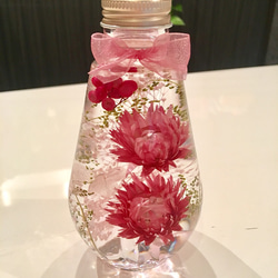 ハーバリウム 可愛いピンクのシルバーデイジー ハーバリウム・植物標本  