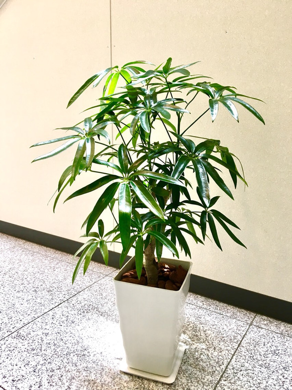 希少】Umbrella Tree Pot 鉢2個セット