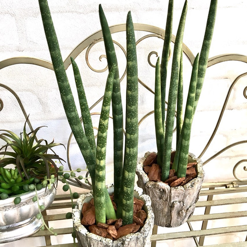 フェイクグリーン・おしゃれなアートプランツ♪【サンスベリア