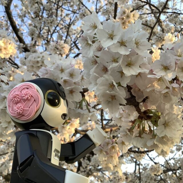 ロボホン　耳飾り　水引製　桜　満開 4枚目の画像