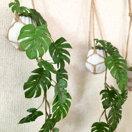 モンステラ 吊り下げ お洒落 ハンキング ヒメモンステラ 観葉植物の