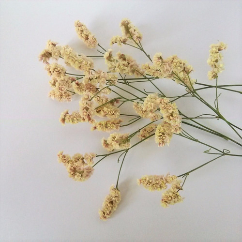 ドライフラワー❇️スターチス 4種類❣️ ドライフラワー「スターチス」 | tokyo_shokubutsu_zufu