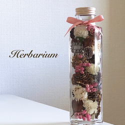 Mサイズ】木の実のハーバリウム（六角柱） ハーバリウム・植物標本