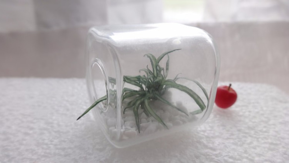 小さい瓶の植物 2枚目の画像