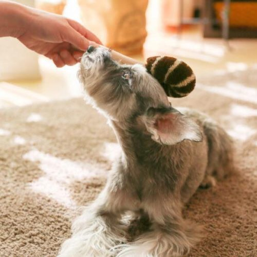 ペット用たわし（犬用たわし typeB） おもちゃ・ペット小物 北山正積