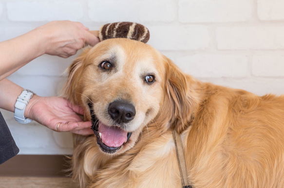 ペット用たわし（大型犬用たわし） 1枚目の画像