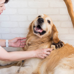 ペット用たわし（大型犬用たわし） 6枚目の画像