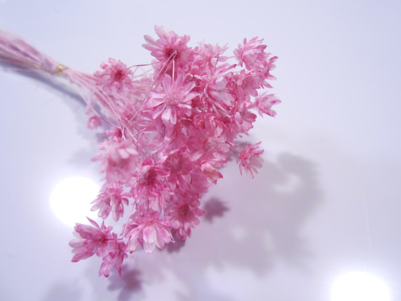 スターフラワーミニ　小束　ピンク 1枚目の画像