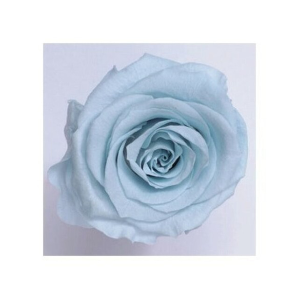約4.5ｃｍ　１輪　ベビー　ブルー　水色　バラ・薔薇 　プリザーブドフラワー 1枚目の画像