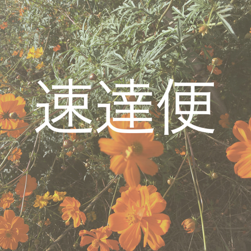 ネイルチップ　お急ぎ24 速達 ネイルチップ お急ぎ24 速達 ネイルチップ お急ぎ24 速達 ネイルチップ