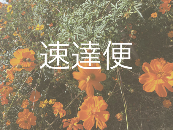 速達便～お急ぎの方はこちら♪～ ネイルチップ（つけ爪） ufu-nail