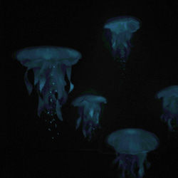 ミニサイズ 夜光 Jellyfish mobile／夜光クラゲのモビール 4枚目の画像