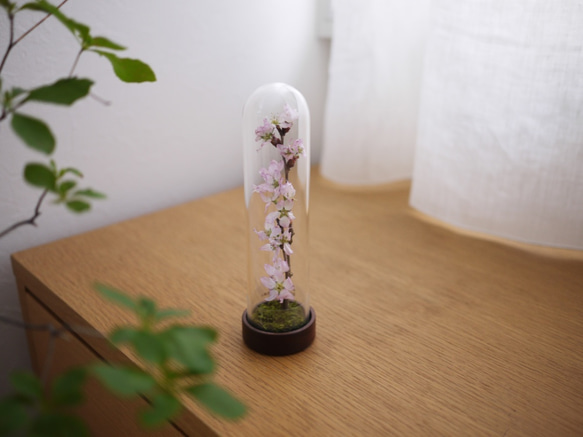 le bois (ルボア）桜さくら　ありのままに咲く花を生活空間に　 2枚目の画像