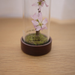 le bois (ルボア）桜さくら　ありのままに咲く花を生活空間に　 3枚目の画像