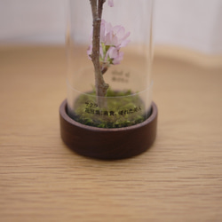 le bois (ルボア）桜さくら　ありのままに咲く花を生活空間に　 4枚目の画像