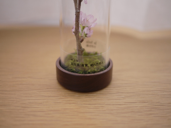 le bois (ルボア）桜さくら　ありのままに咲く花を生活空間に　 4枚目の画像