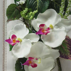 癒しのGREENに華やかな胡蝶蘭を添えて   sale 3800円が3000円 に 2枚目の画像