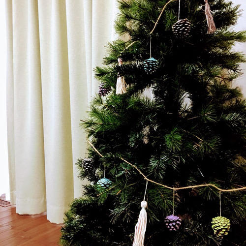 松ぼっくり ①25個青松かさ北海道産松ぼっくりマツカサ工作学校材料 - メルカリ