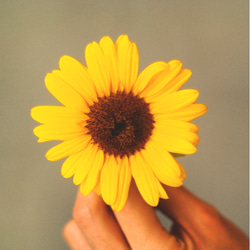 “我想把它寄給八月出生！ “向日葵植物蠟燭 -  SUN FLOWER SAMARCANDLE  - 第3張的照片