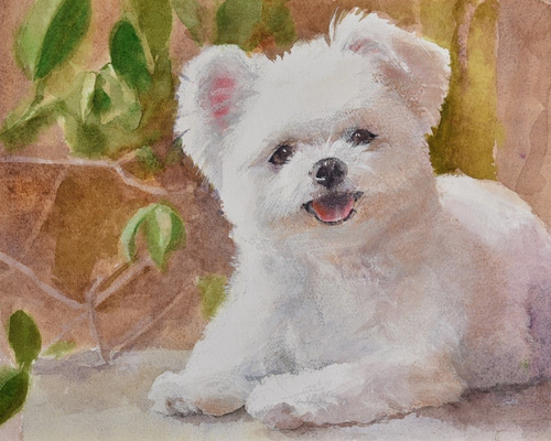 白い犬（水彩+パステルon paper） 絵画 petpetart 通販 4142473