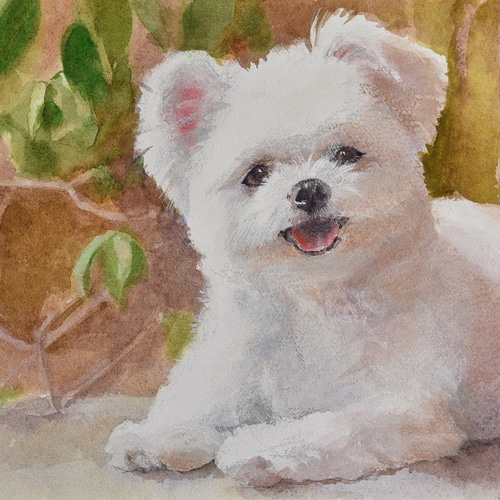 白い犬（水彩+パステルon paper） 絵画 petpetart 通販 4142473