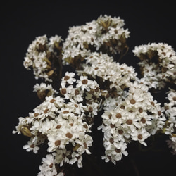 法國白梅乾燥花材 乾燥花材 花藝設計 花藝佈置 網拍背景 金魚草製花工作室 第2張的照片