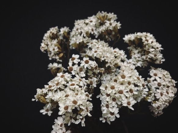 法國白梅乾燥花材 乾燥花材 花藝設計 花藝佈置 網拍背景 金魚草製花工作室 第2張的照片