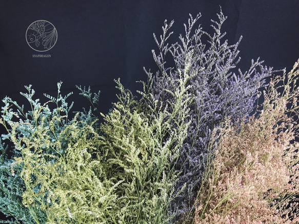 淺粉乾燥卡斯比亞 卡斯比亞 乾燥花材 網拍背景 花藝佈置 居家裝飾 花藝設計 金魚草製花工作室 第3張的照片