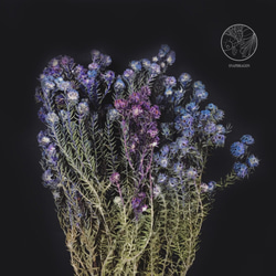 藍紫小木棉 小木棉 乾燥花材 網拍背景 花藝佈置 居家裝飾 花藝設計 金魚草製花工作室 第2張的照片