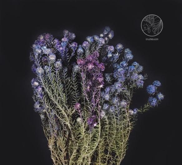 藍紫小木棉 小木棉 乾燥花材 網拍背景 花藝佈置 居家裝飾 花藝設計 金魚草製花工作室 第2張的照片