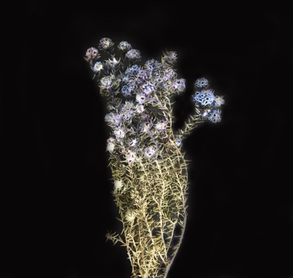 藍紫小木棉 小木棉 乾燥花材 網拍背景 花藝佈置 居家裝飾 花藝設計 金魚草製花工作室 第3張的照片
