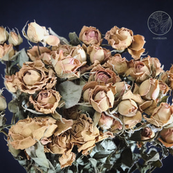 進口淺粉裸色迷你玫瑰 乾燥迷你玫瑰 乾燥玫瑰 乾燥花材 乾燥花 花藝設計 居家裝飾 網拍小幫手 金鱼草製花工作室 第1張的照片