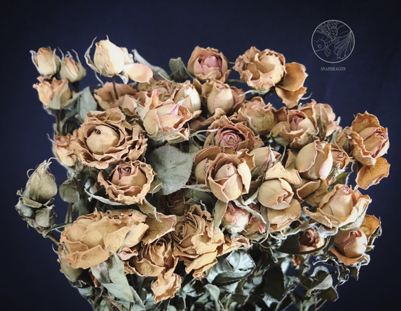 進口淺粉裸色迷你玫瑰 乾燥迷你玫瑰 乾燥玫瑰 乾燥花材 乾燥花 花藝設計 居家裝飾 網拍小幫手 金鱼草製花工作室 第1張的照片
