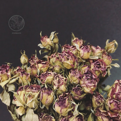 進口紫紅色迷你玫瑰 乾燥迷你玫瑰 乾燥玫瑰 乾燥花材 乾燥花 花藝設計 居家裝飾 網拍小幫手 金鱼草製花工作室 第1張的照片
