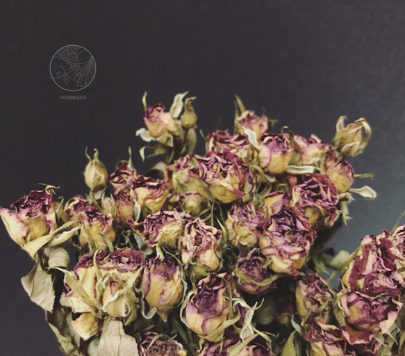 進口紫紅色迷你玫瑰 乾燥迷你玫瑰 乾燥玫瑰 乾燥花材 乾燥花 花藝設計 居家裝飾 網拍小幫手 金鱼草製花工作室 第1張的照片