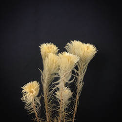 毛筆花乾燥花材 乾燥花材 花藝設計 佈置設計 網拍佈置 金鱼草製花工作室 第4張的照片