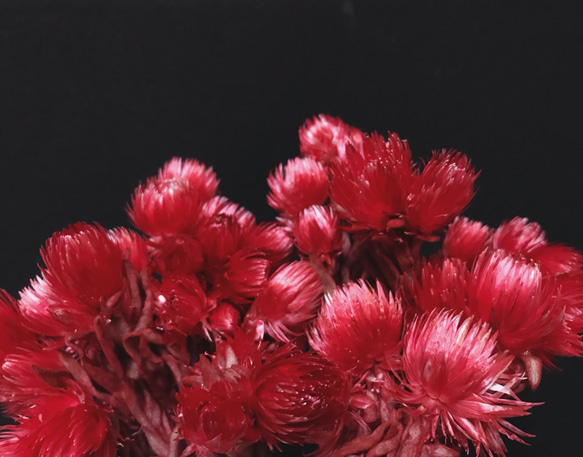 寶石紅旱雪蓮 乾燥花材 花藝設計 花藝佈置 居家裝飾 網拍佈置 金鱼草製花工作室 第2張的照片