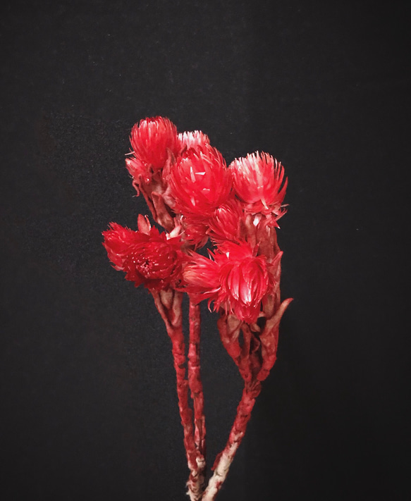 寶石紅旱雪蓮 乾燥花材 花藝設計 花藝佈置 居家裝飾 網拍佈置 金鱼草製花工作室 第3張的照片