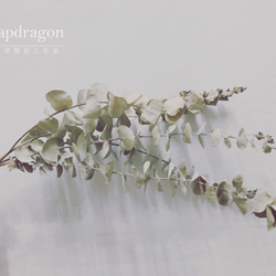 圓葉尤加利 尤加利葉乾燥花材 乾燥花材 花藝設計 乾燥葉材 佈置設計 居家裝飾 網拍布景 金鱼草製花工作室 第1張的照片