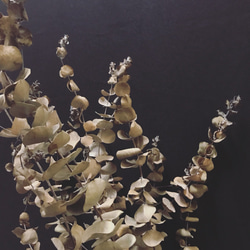 圓葉尤加利 尤加利葉乾燥花材 乾燥花材 花藝設計 乾燥葉材 佈置設計 居家裝飾 網拍布景 金鱼草製花工作室 第2張的照片