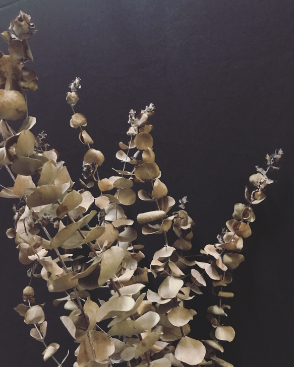 圓葉尤加利 尤加利葉乾燥花材 乾燥花材 花藝設計 乾燥葉材 佈置設計 居家裝飾 網拍布景 金鱼草製花工作室 第2張的照片