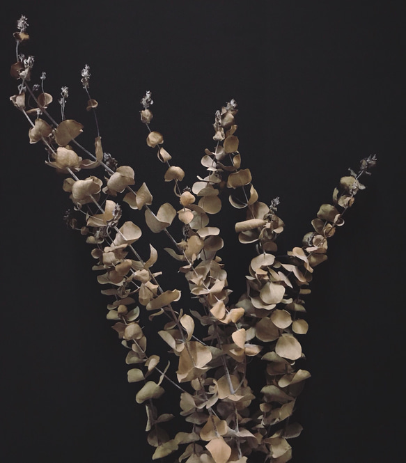 圓葉尤加利 尤加利葉乾燥花材 乾燥花材 花藝設計 乾燥葉材 佈置設計 居家裝飾 網拍布景 金鱼草製花工作室 第3張的照片