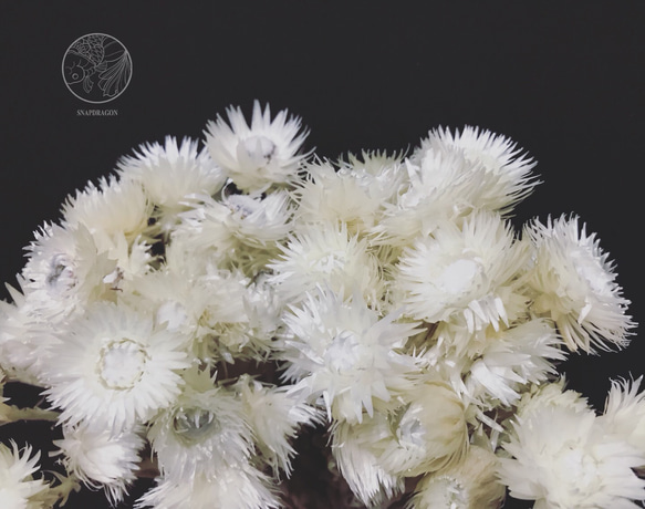 原色白旱雪蓮 乾燥花材 花藝設計 花藝佈置 居家裝飾 網拍佈置 金鱼草製花工作室 第1張的照片