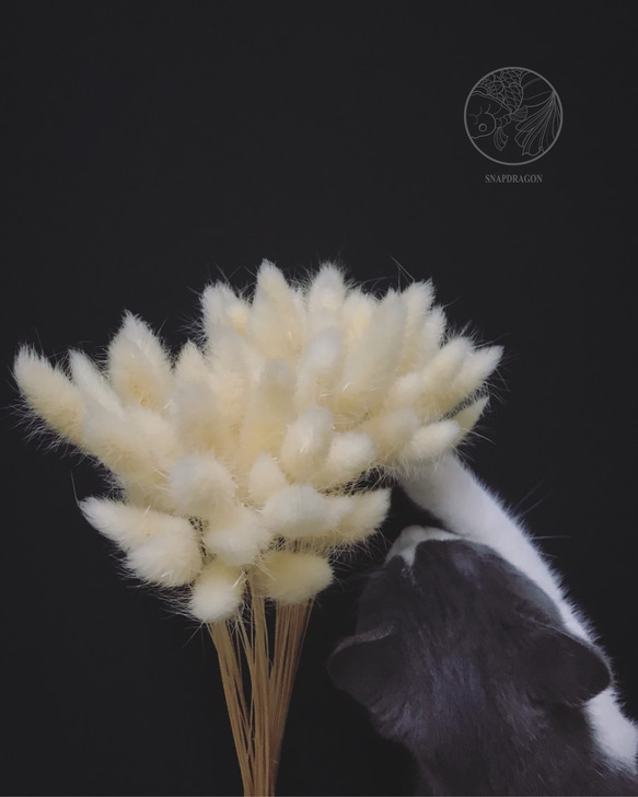 白色進口兔尾草 多色兔尾草 乾燥花材 居家裝飾 網拍幫手 乾燥不凋花素材 花藝設計 金鱼草製花工作室 第2張的照片